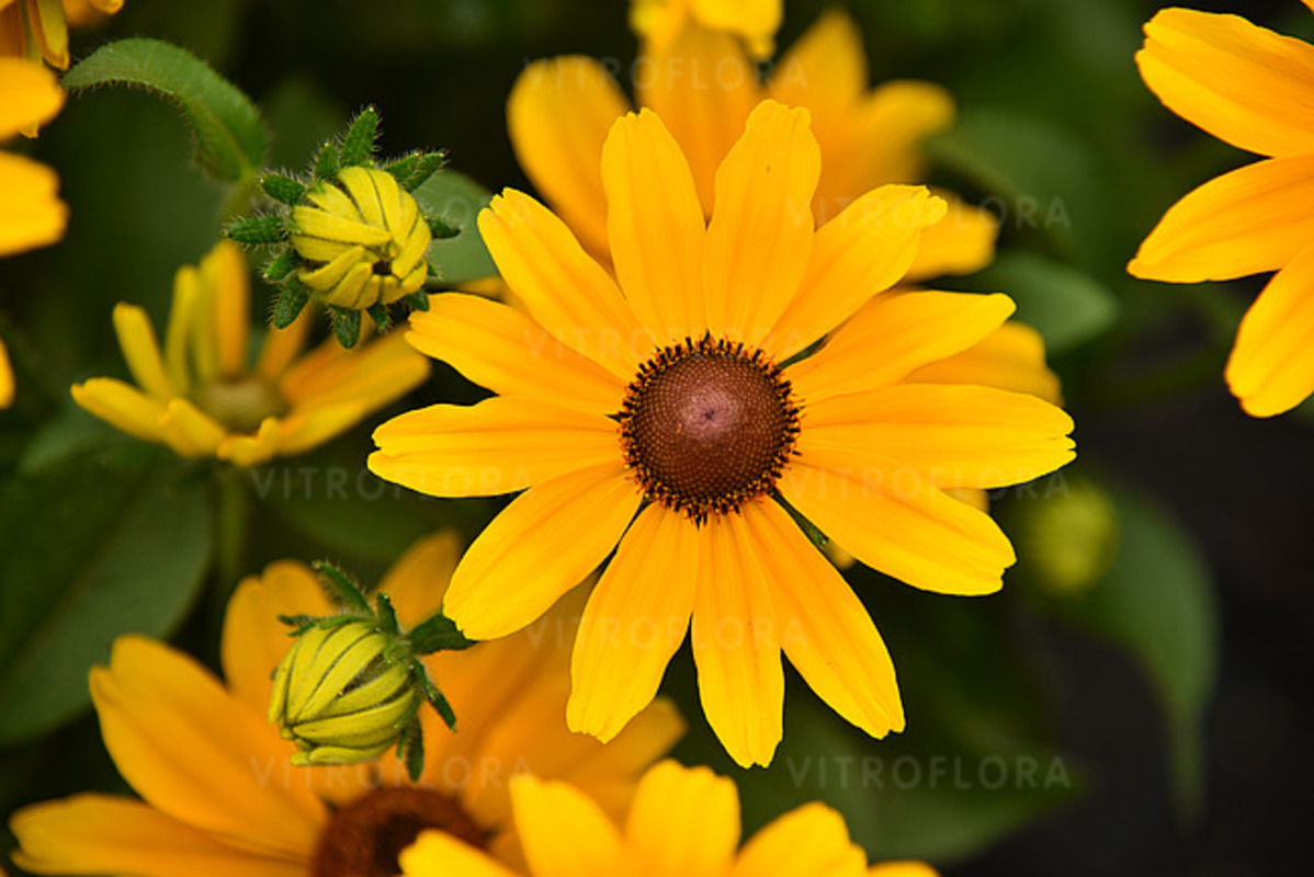 Рудбекія SmileyZ Cheerful (Vitroflora)