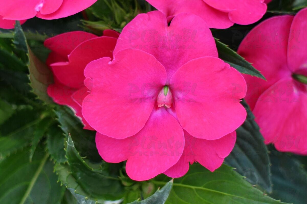 Імпатієнс Sunpatiens Vigorous Rose Pink