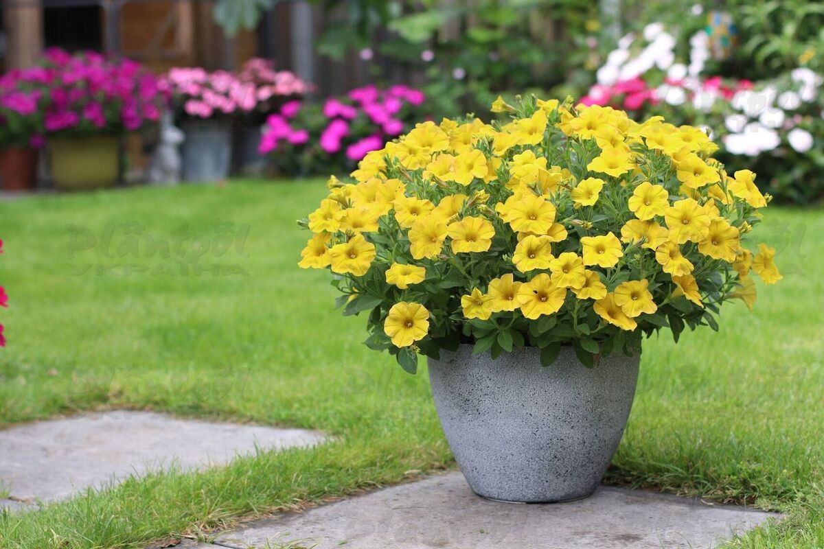 Петхоа Beautical Yellow Sun