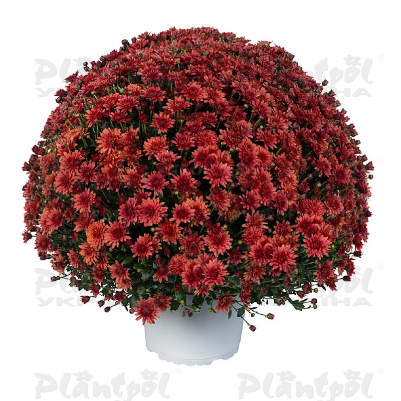 Хризантема дрібноквіткова горшкова Ace Bronze (Vitroflora)