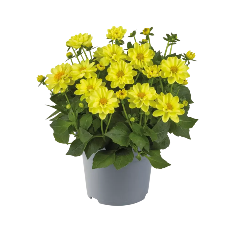 Жоржина Dalina Mini Yellow