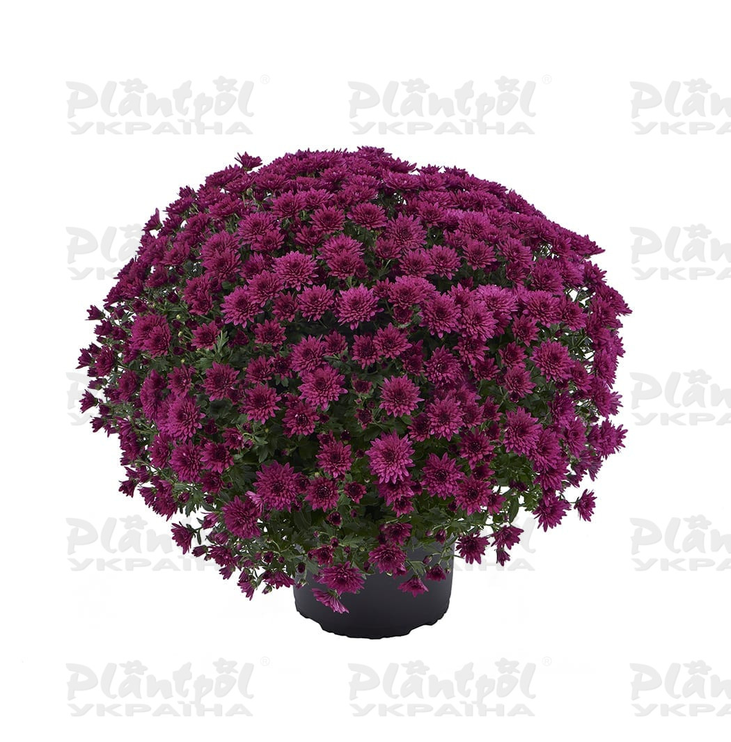 Хризантема дрібноквіткова горшкова Amadore Purple (Vitroflora)