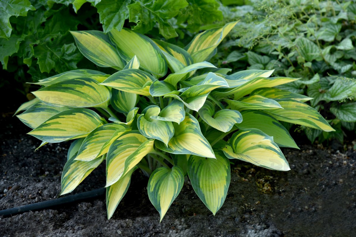 Хоста середньоросла June (Vitroflora)