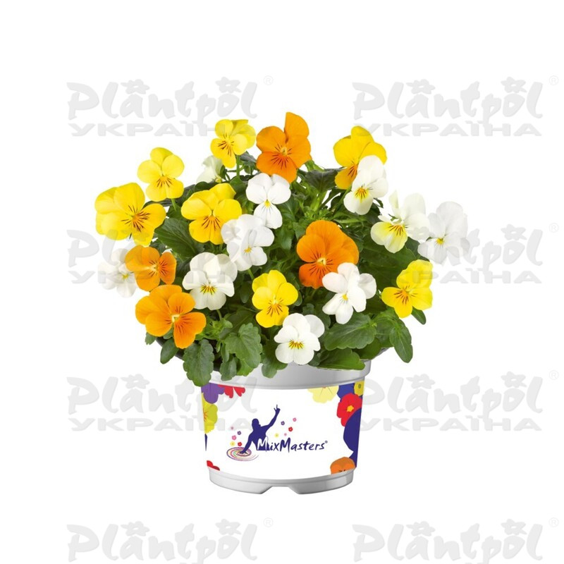 Віола cornuta EVO Mini F1 MixMasters® Amsterdam (180 палета/Florensis)