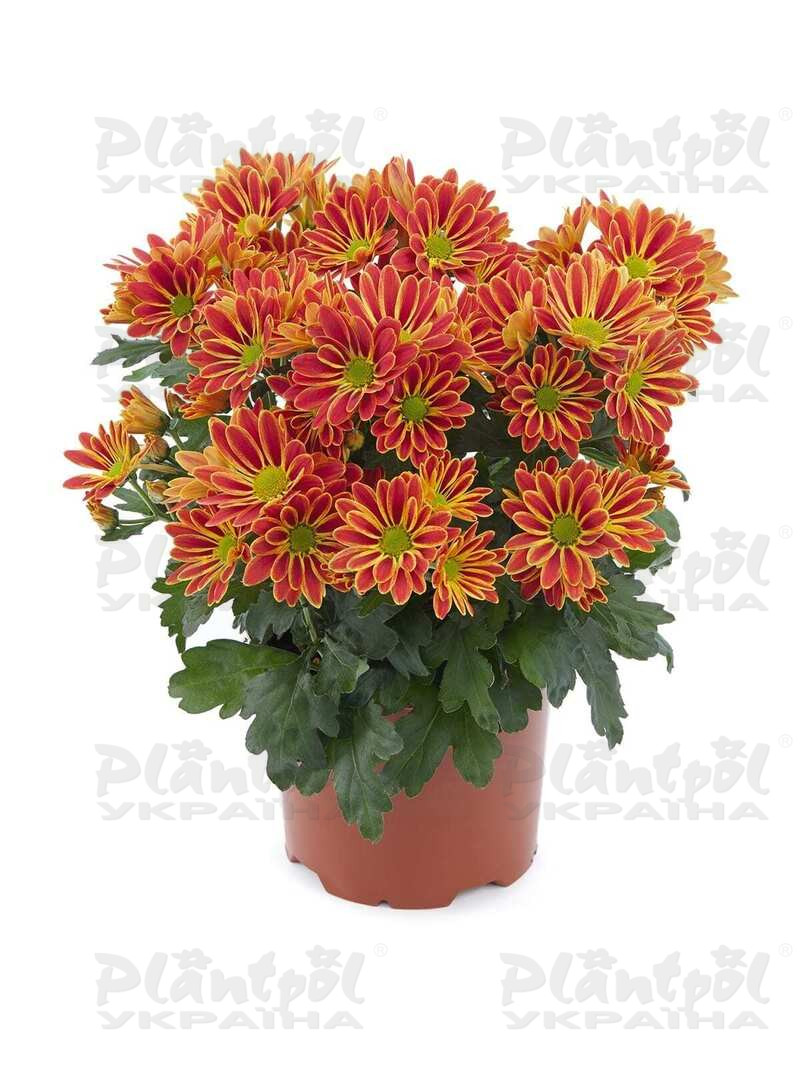 Хризантема середньоквіткова горшкова Artistic Armin Red (Vitroflora)