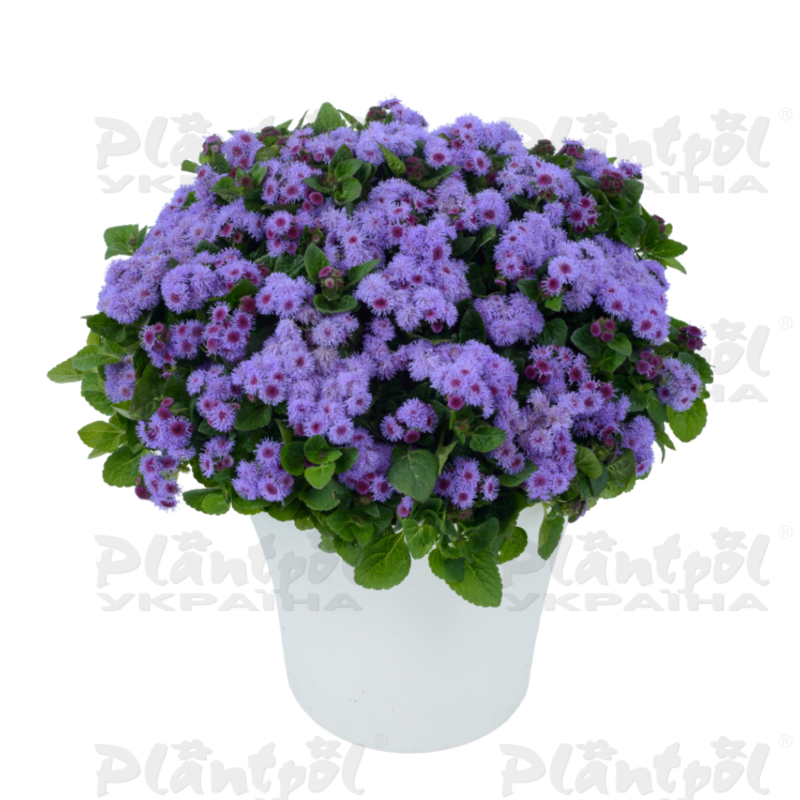 Агератум Aquilera Violet