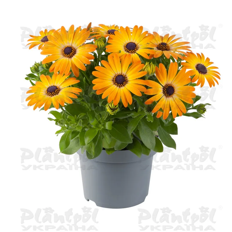 Остеоспермум Dalina Special (Serenity) Sunshine Beauty