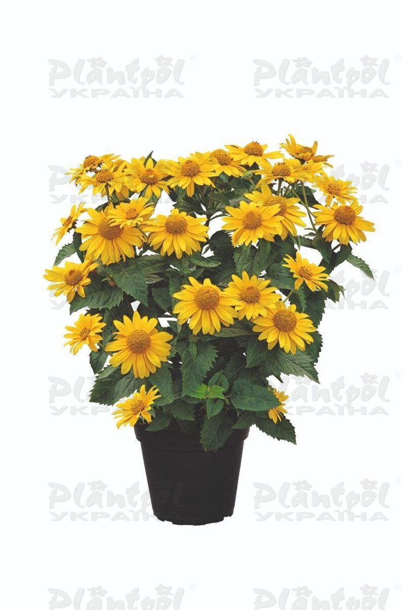 Геліопсис Sole d`Oro (Plantpol)