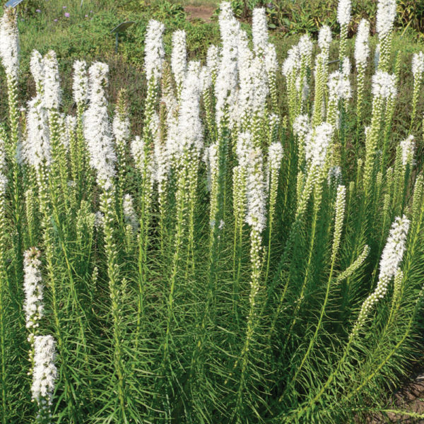 Гейхерела Hopscotch