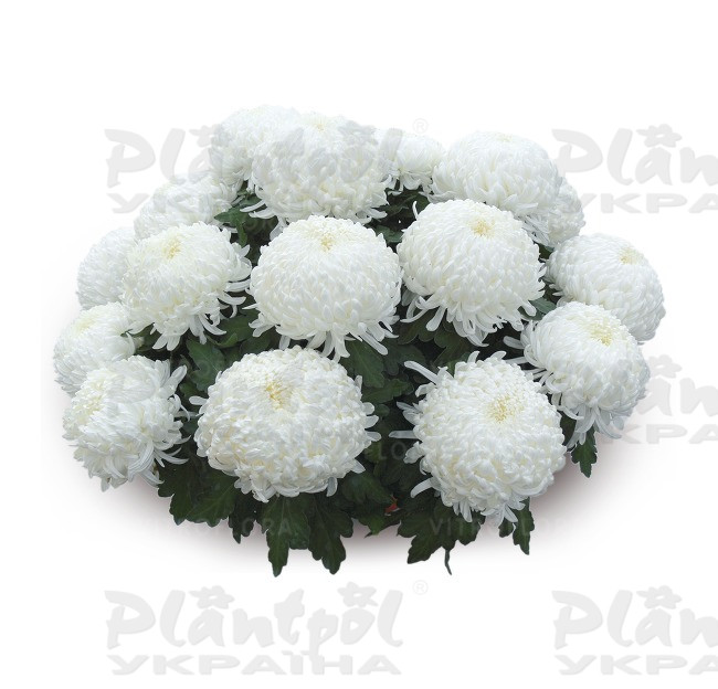 Хризантема великоквіткова горшкова Angelys (Vitroflora)