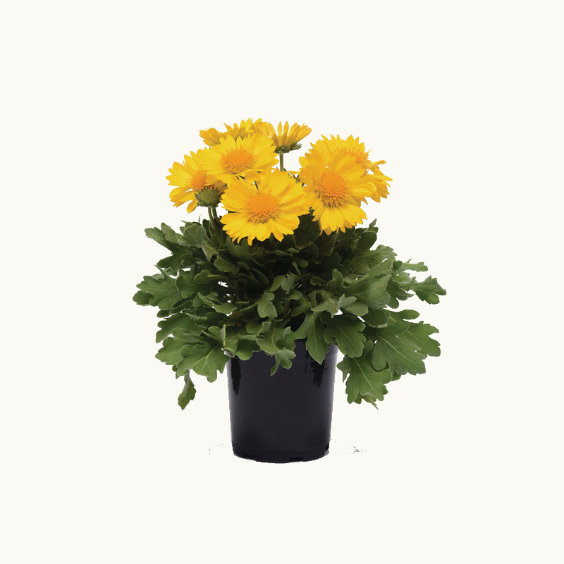 Гайлардія Mesa™ Yellow
