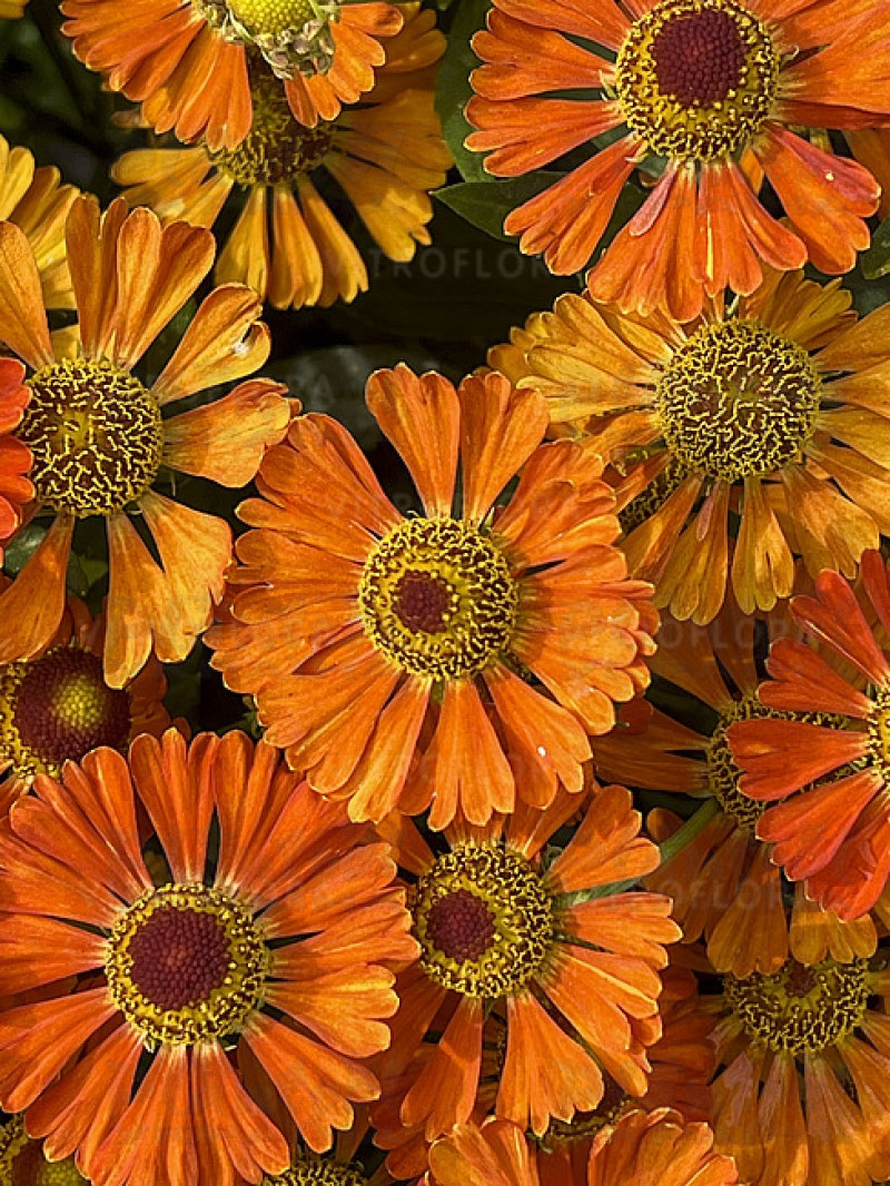 Геленіум Little Orange (Vitroflora)