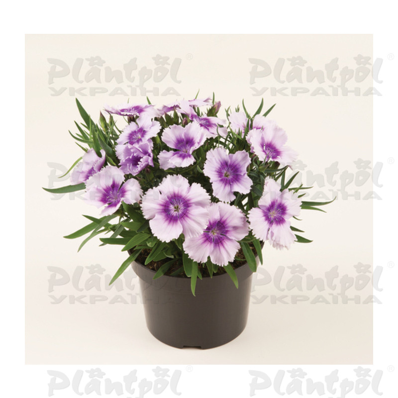 Гвоздика Coronet F1 Lavender Picotee (288 палета/Florensis)