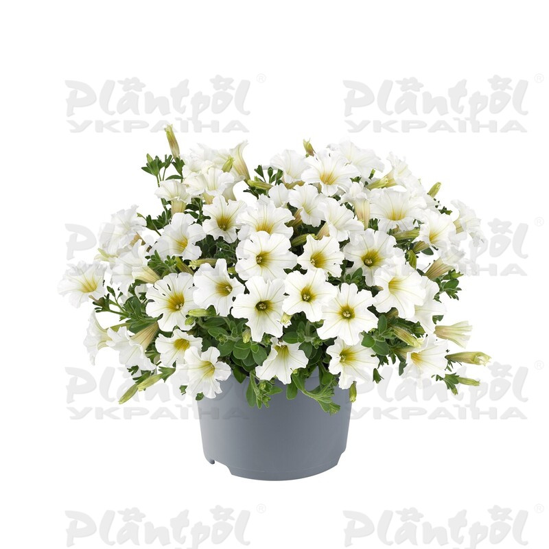 Петунія Vivini White