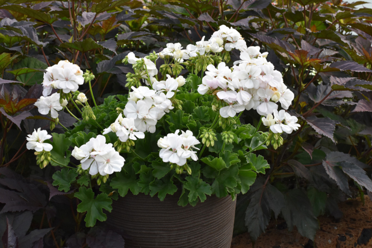 Пеларгонія напiвампельна Champion White
