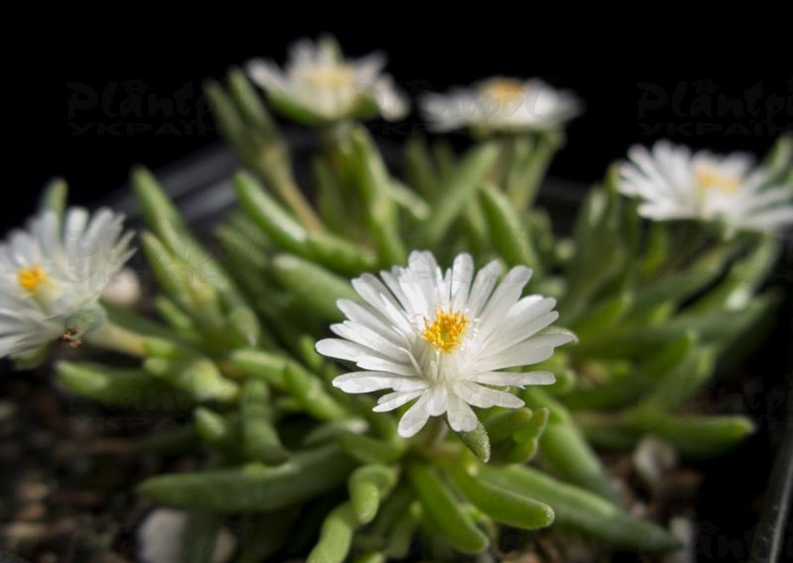 Делосперма Jewel of Desert Moon Stone (Vitroflora)
