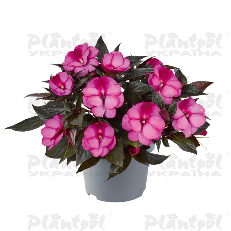 Імпатієнс New Guinea Clockwork DL Bicolor Lilac