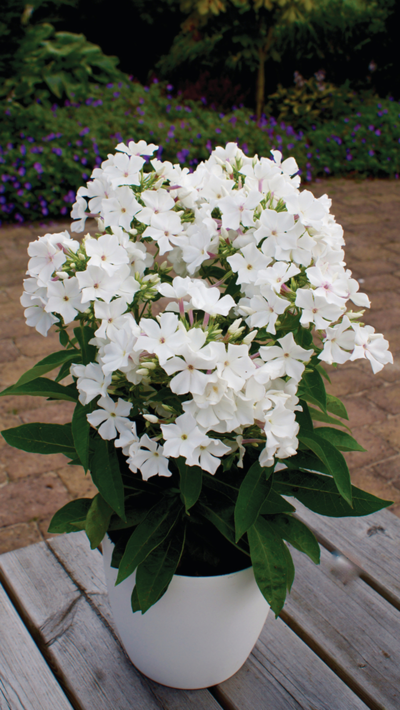 Флокс paniculata Famous White (Florensis)