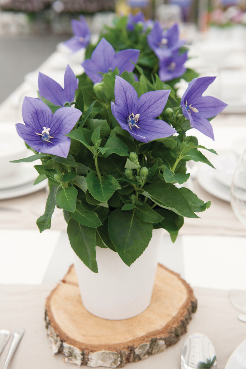 Платикодон grandiflorus Astra F1 Blue (180 палета/Florensis)
