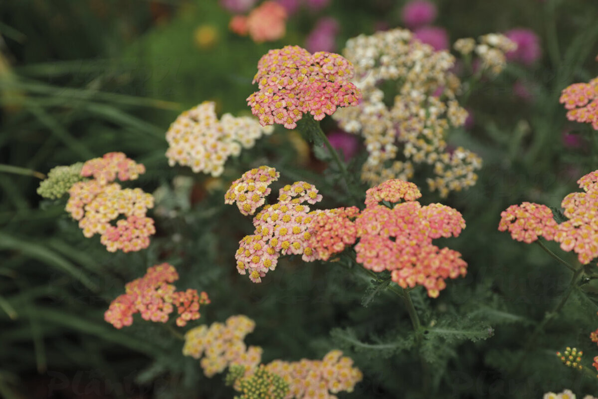 Ахілея Firefly Peach Sky (Plantpol)