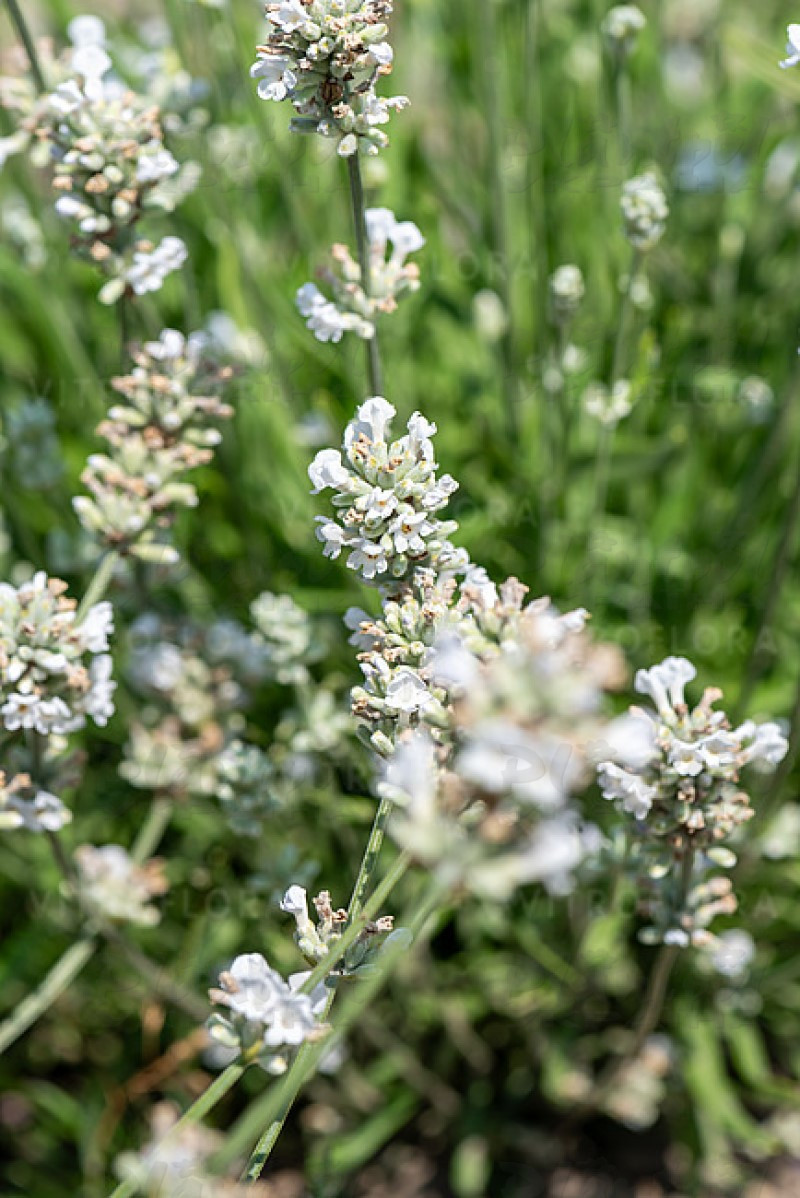 Лаванда Arctic Snow (Vitroflora)