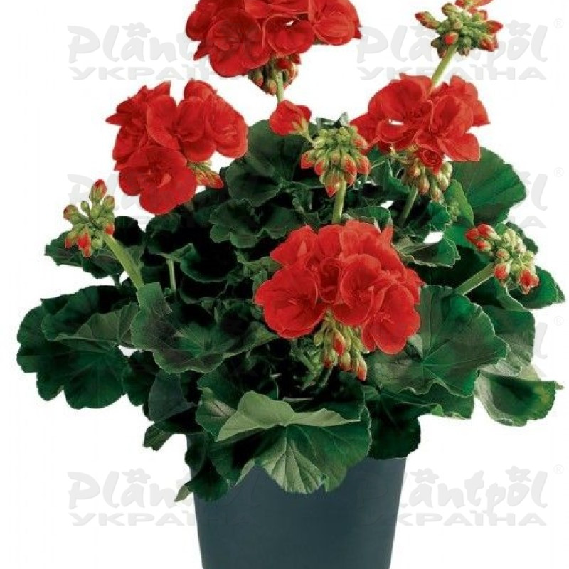 Пеларгоні зональна Zonale Barbarossa