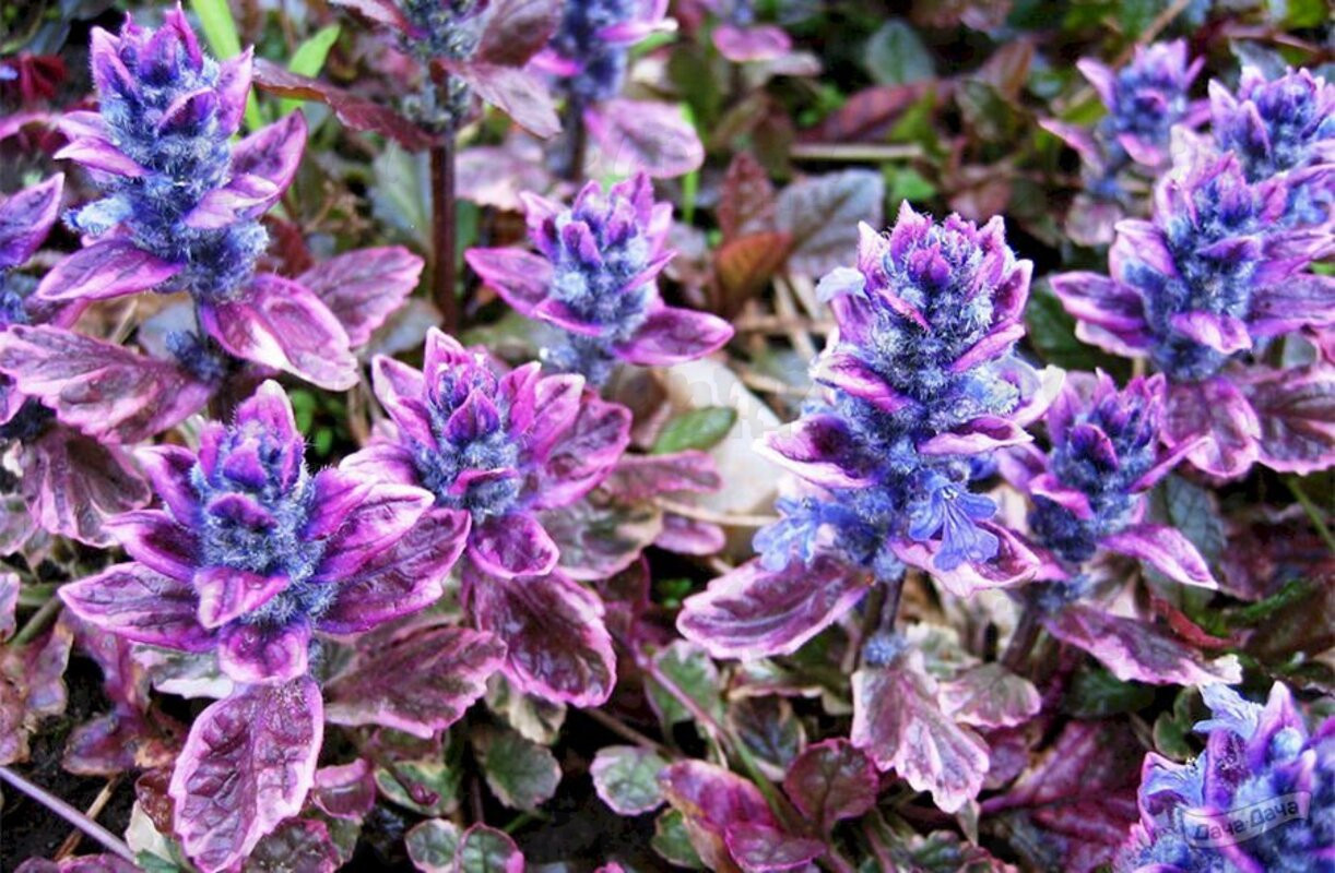 Аюга Burgundy Glow (Vitroflora)