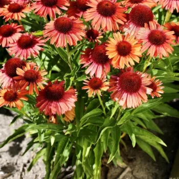 Фото 2