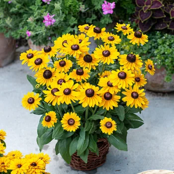 Фото 2