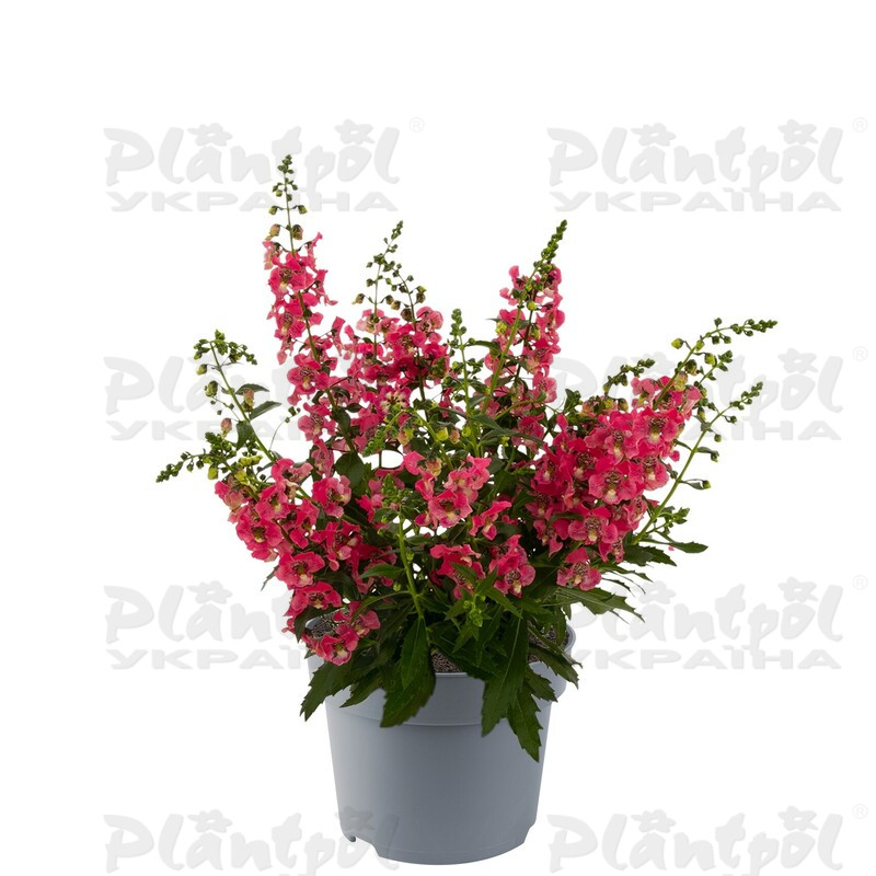 Ангелонія Archangel Coral (128 палета/Florensis)