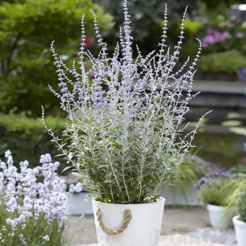 Перовськія Silvery Blue (Vitroflora)