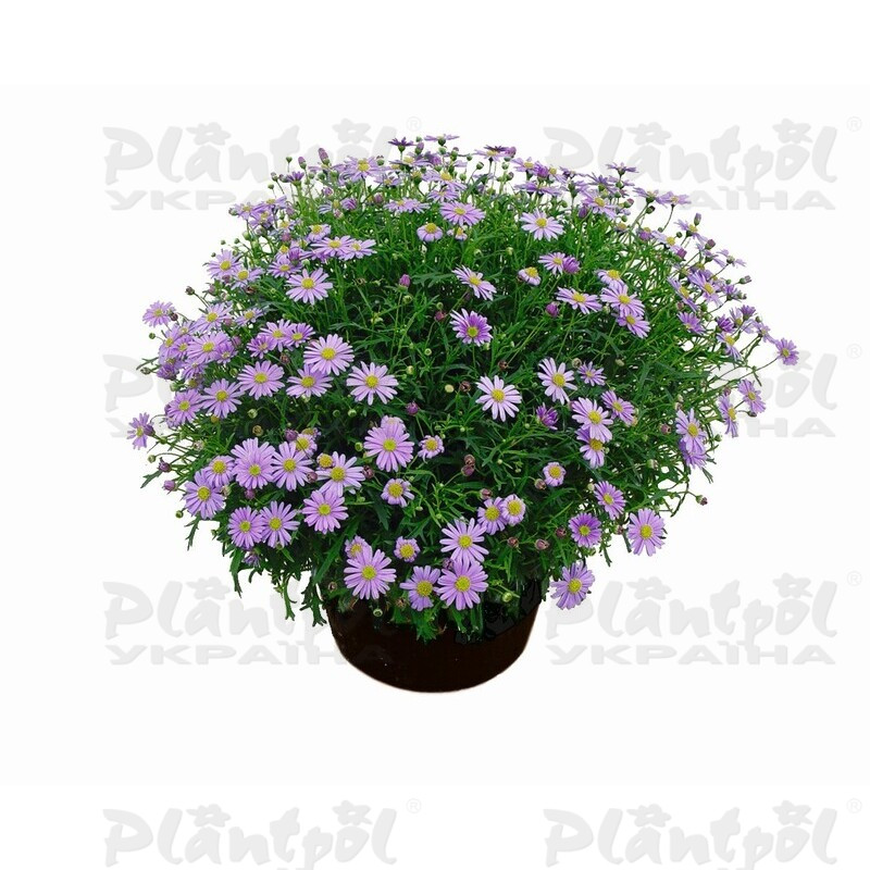 Брахікома Delight Mauve (180 палета/Florensis)