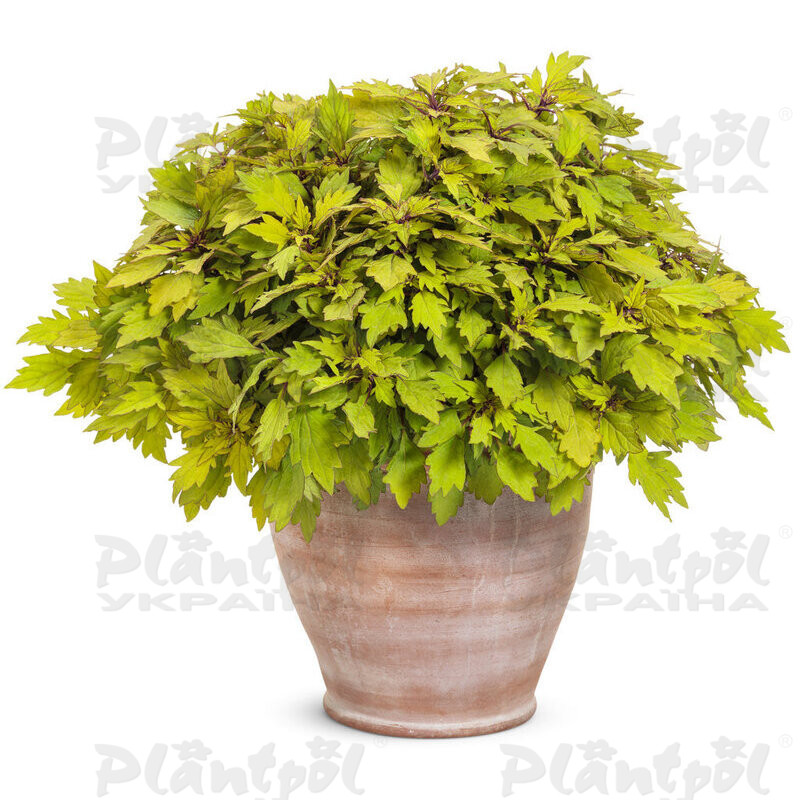 Колеус Royale Pineapple Brandy