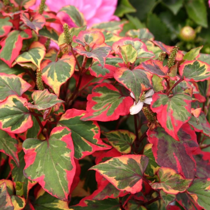 Хауттюйнія Chameleon (Vitroflora)