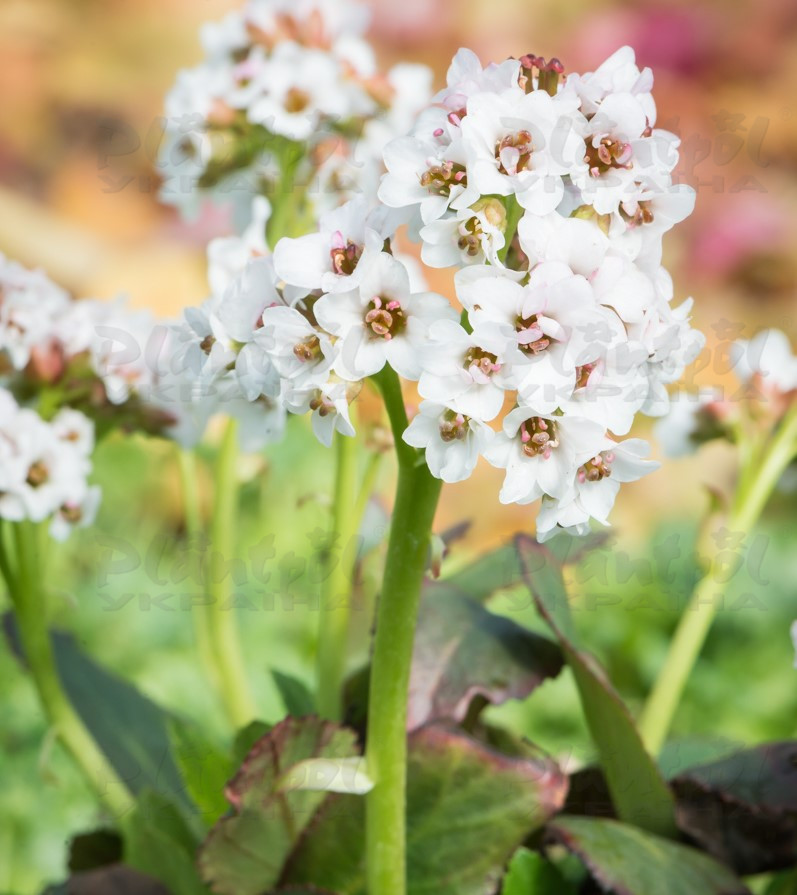 Бергенія Dragonfly Angel Kiss (Vitroflora)
