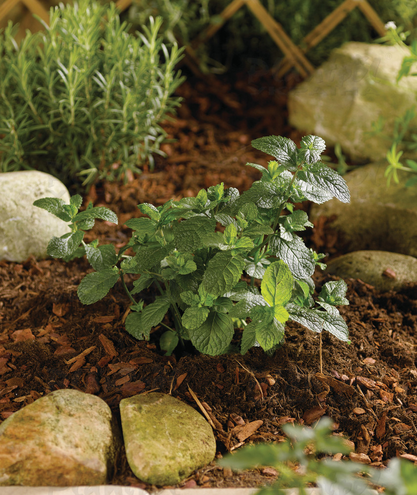 М'ята spicata Spanish Spearmint