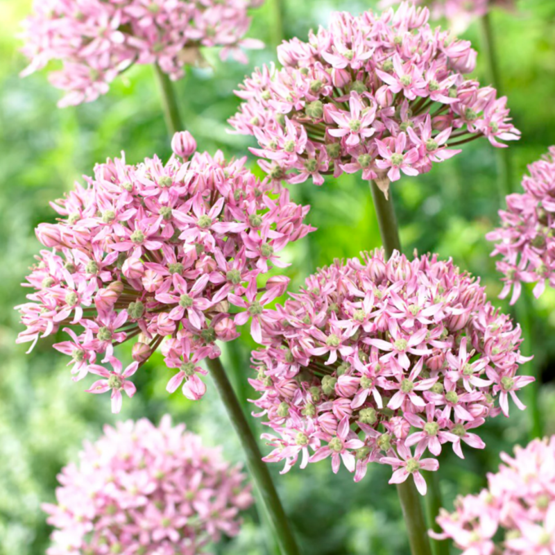 Алліум Pink Jewel