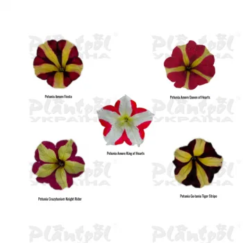 Фото 4