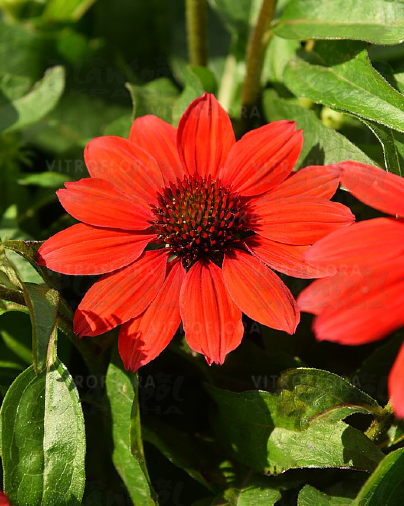Ехінацея звичайна низька Pearl Dark Orange (84 палета)