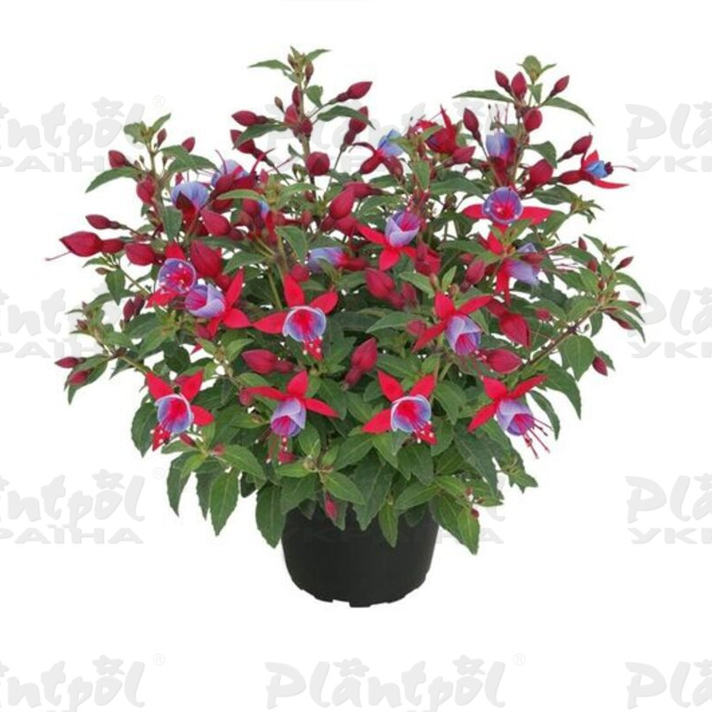 Фуксія Shadow Dancer Alexa