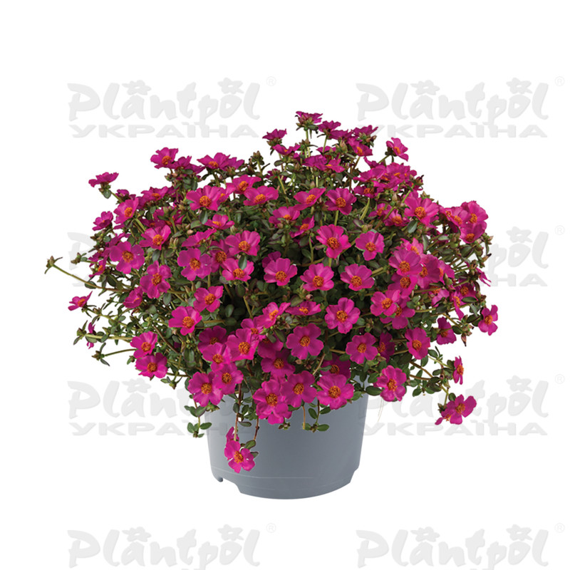 Портулак Mega Pazzaz Purple