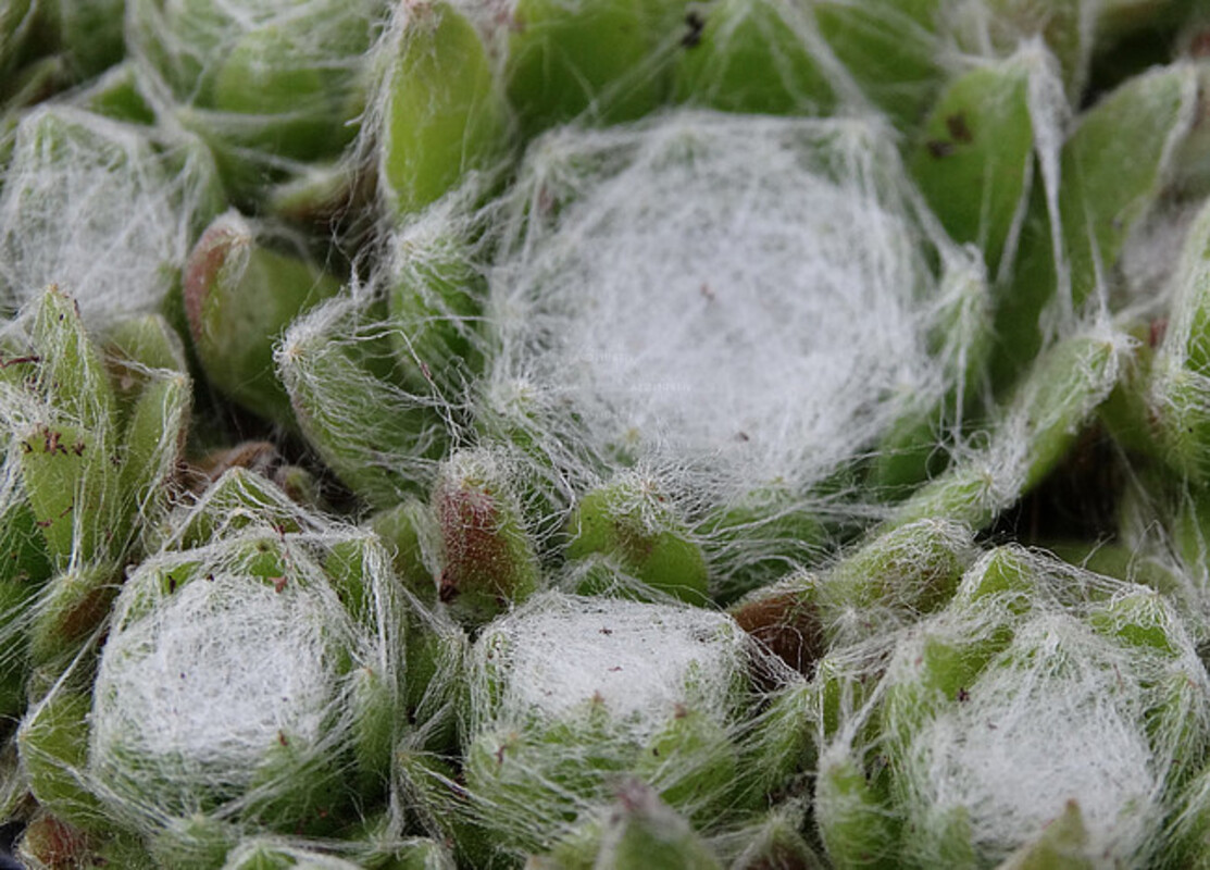 Семпервівум Sirius (Vitroflora)