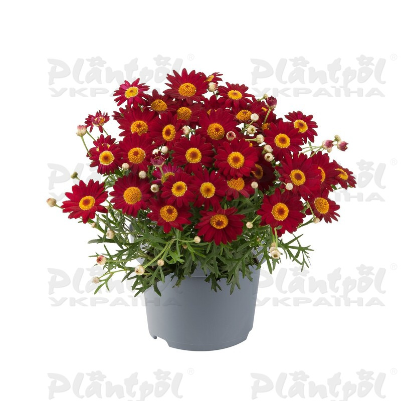 Аргирантемум Madeira Red (128 палета/Florensis)
