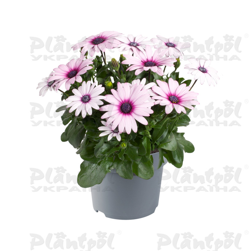 Остеоспермум Dalina Enya