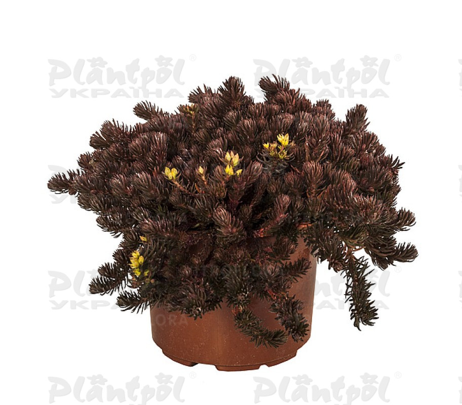 Седум ґрунтопокривний Chocolate Ball (Vitroflora)