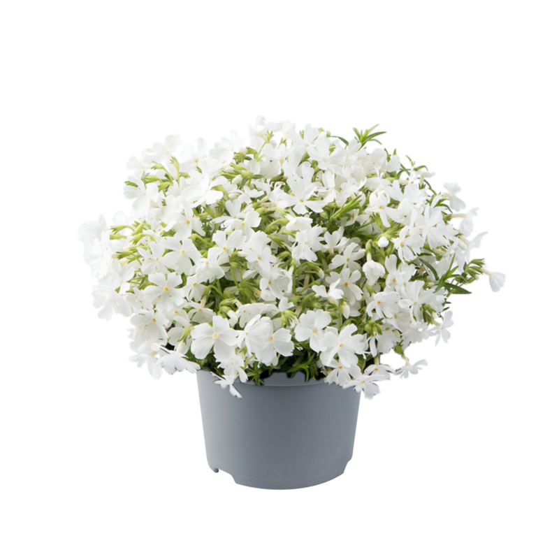 Флокс subulata Fabulous White (Florensis)