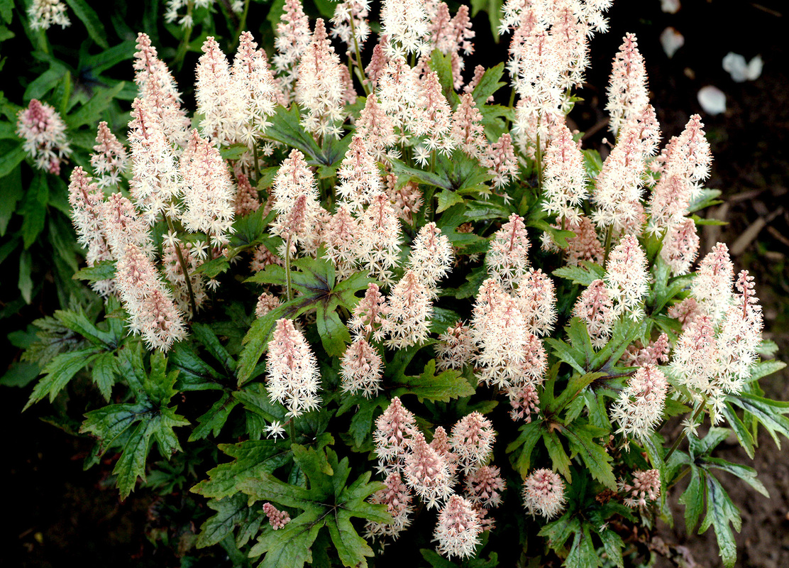 Тіарелла Pink Skyrocket (Vitroflora)