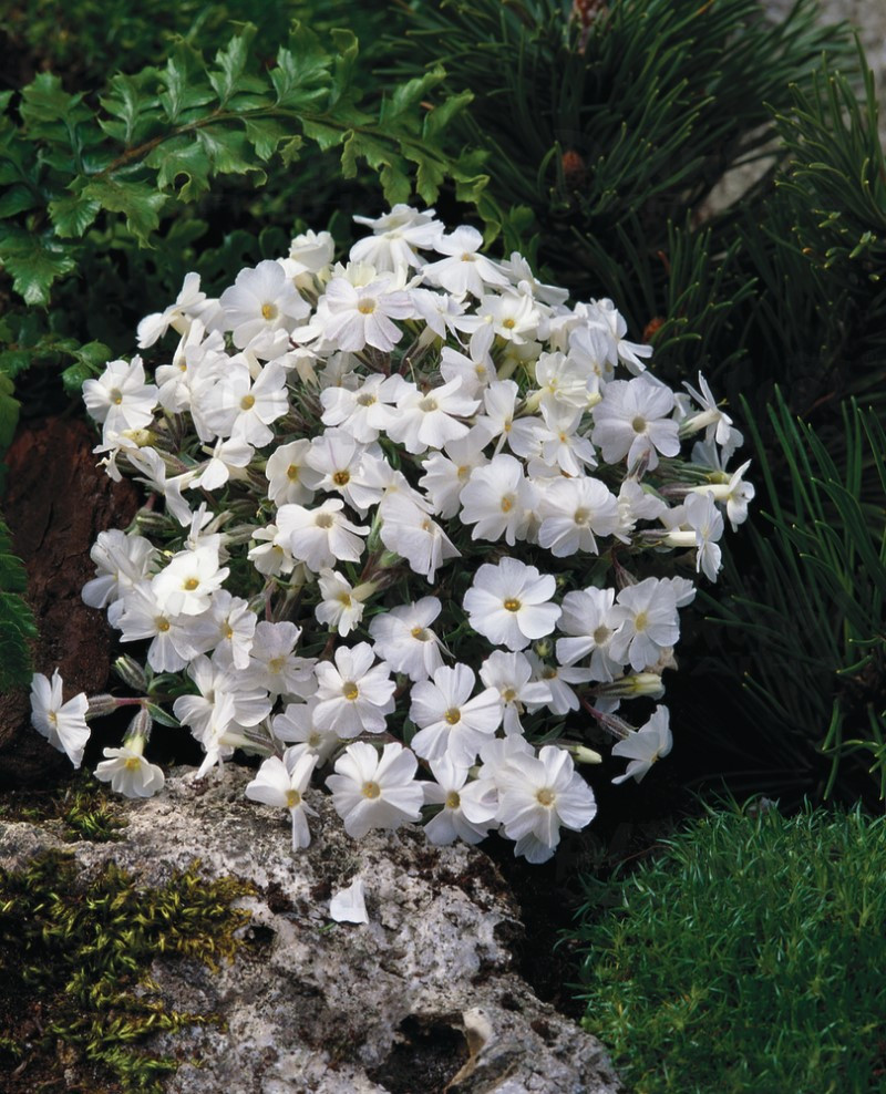 Флокс douglasii Admiral White (Florensis)