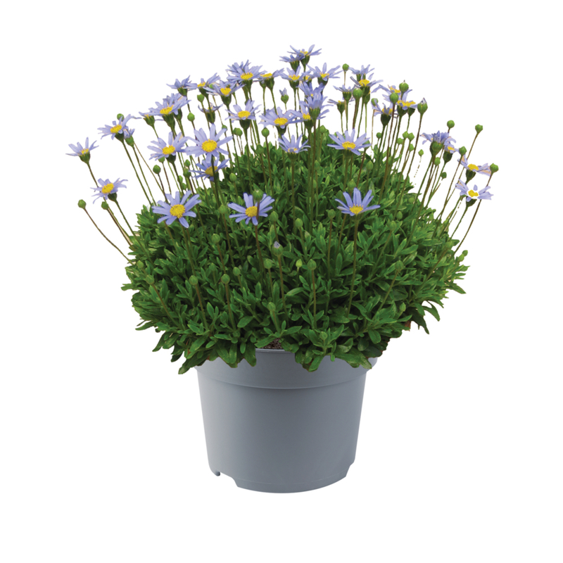 Феліція FeliciTARA Blue (180 палета/Florensis)
