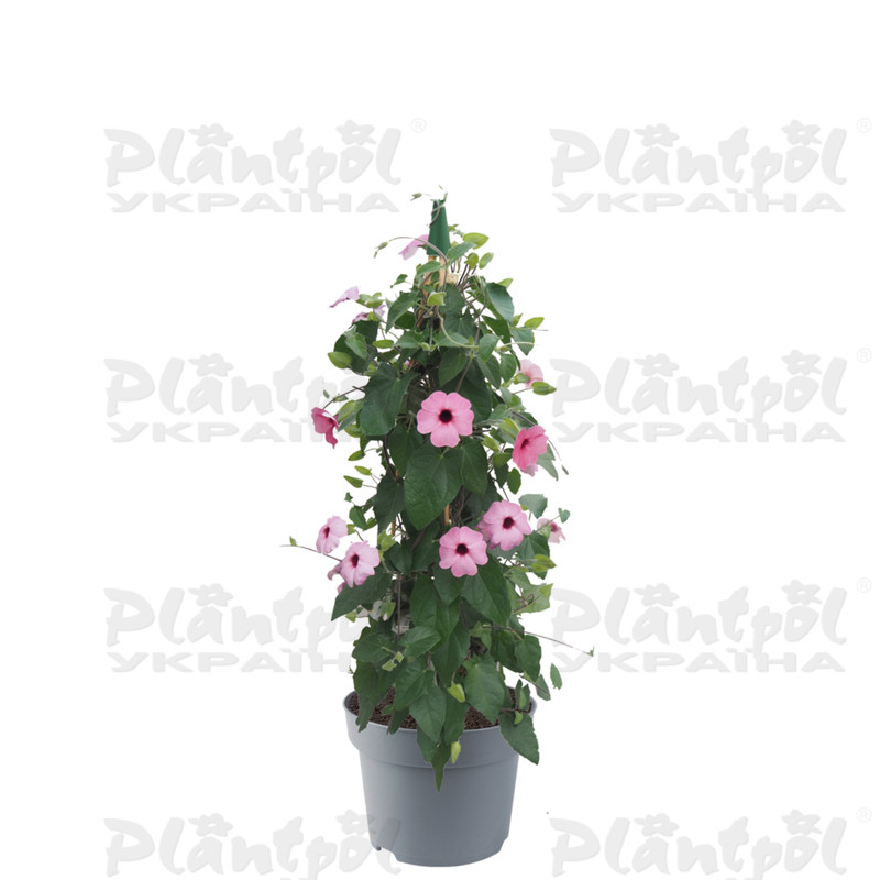 Тунбергія SunEyes Rose Sensation (84 палета/Florensis)
